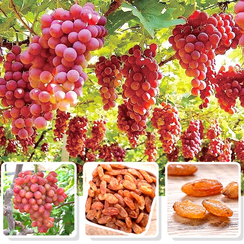 Organic Raisins Supplier - Large Red Seedless Naturally Preserved