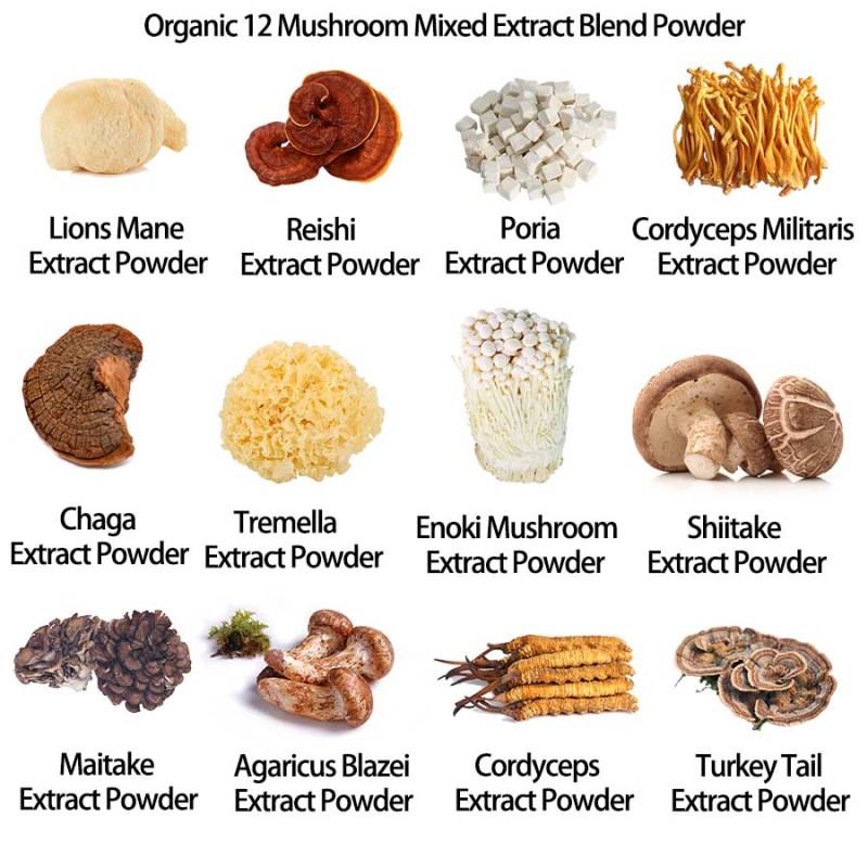 Cordyceps Extract Manufacturer - 30% Polysaccharide Sinensis