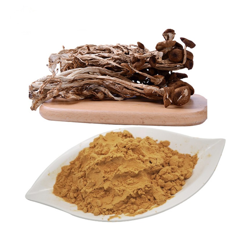 Tea Tree Mushroom Supplier - Agrocybe Chaxingu Extract Powder