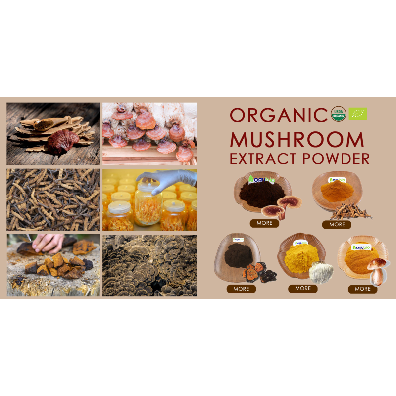 Maitake Extract Factory - OEM Private Label 30-50% Polysaccharides