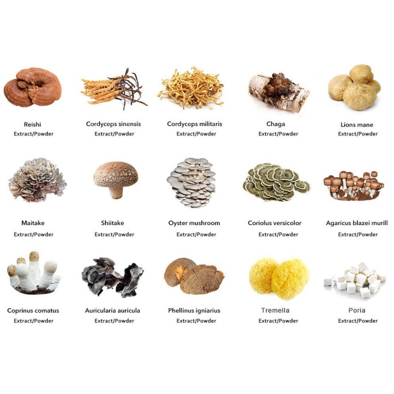 Agrocybe Extract Supplier - Polysaccharide Aegerita Plant Extract