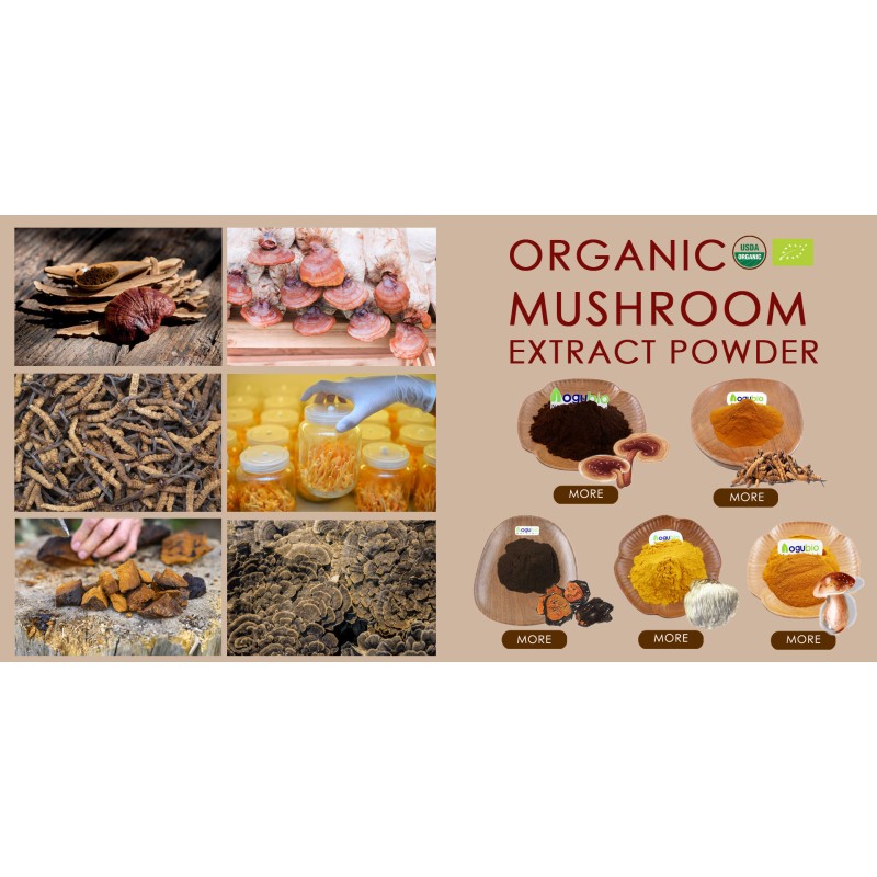 Tiger Milk Powder Manufacturer - Lignosus Rhinocerus Mushroom