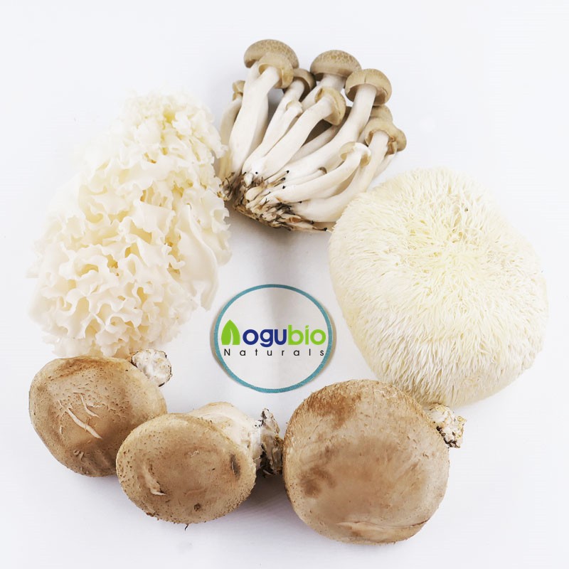 Zhuling Extract Factory - Top Quality 10:1 Polyporus Umbellatus