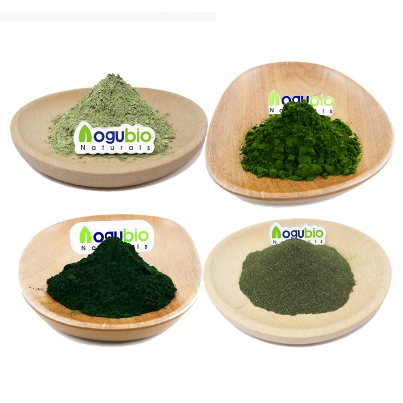 Wheat Grass Powder Manufacturer - Newest Batches 100% Natural