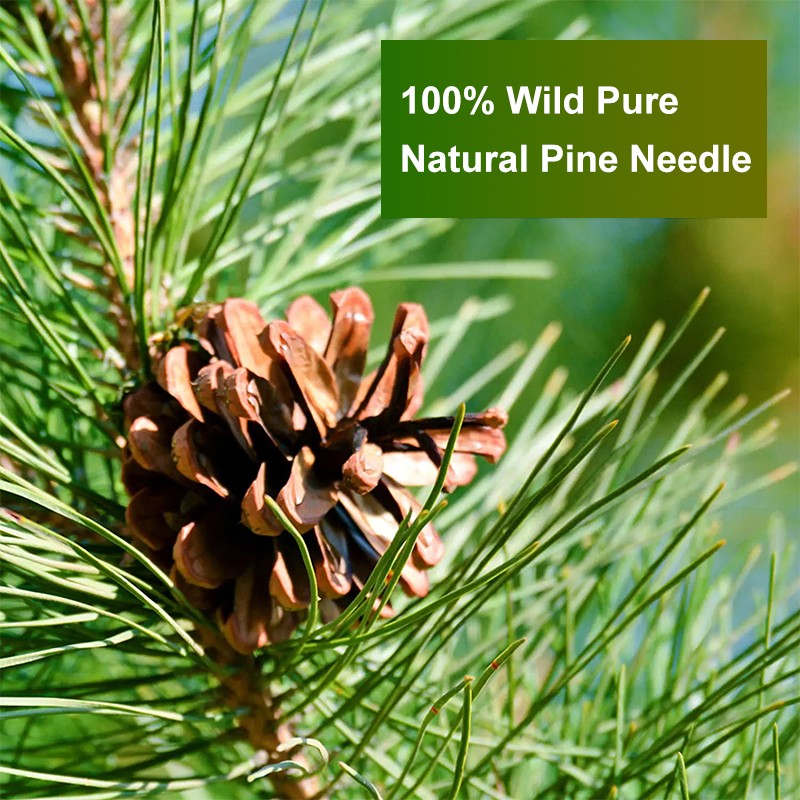 Pine Needle Tea Manufacturer - OEM Organic Detox Custom Formula