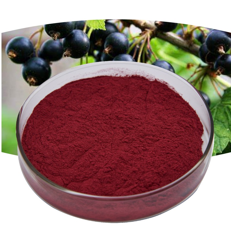 Blackcurrant Powder Manufacturer - OEM Food Grade 100g 25% Anthocyanin