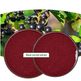 Blackcurrant Powder Manufacturer - OEM Food Grade 100g 25% Anthocyanin