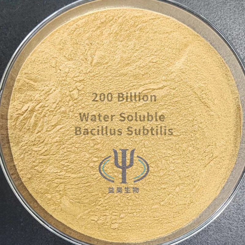 Factory Price Bacillus Subtilis Probiotics 50 Billion Bacteria Strain to Reduce Ammonia Nitrogen & Nitrite in Wastewater