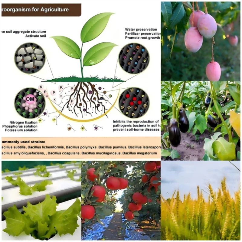 Flexible Production Bacillus Subtilis Liquid Bacillus Megaterium Fertilizantes