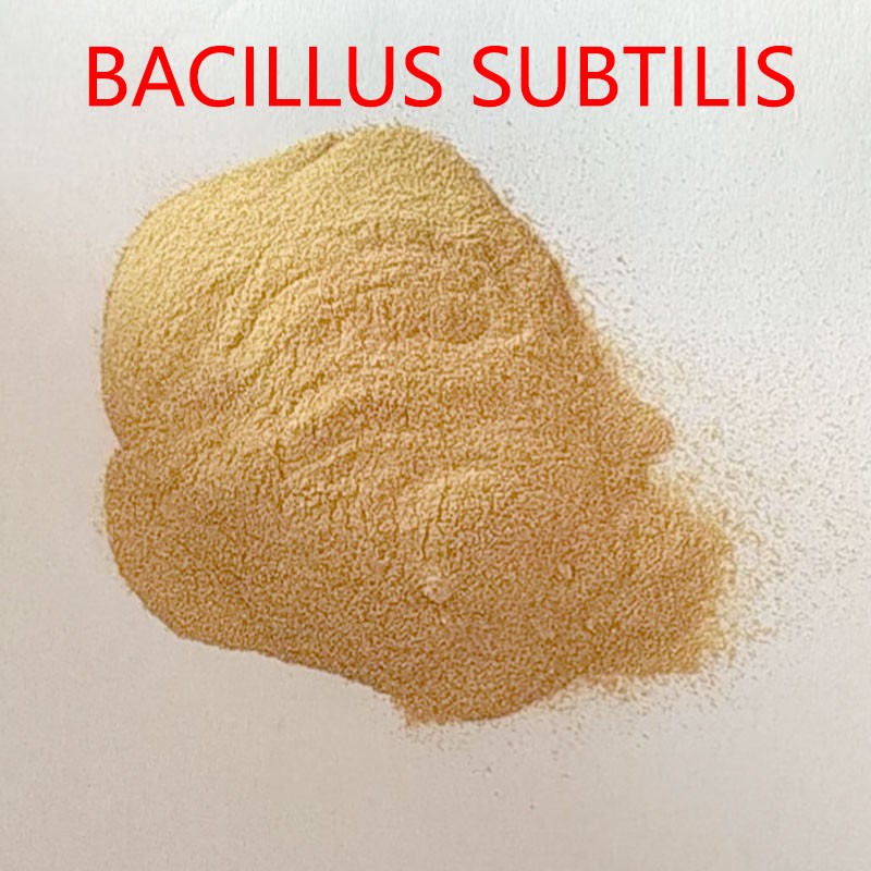 High Quality 20 Billion Bacillus Subtilis Fish Growth Booster Probiotics for Purified Water Quality