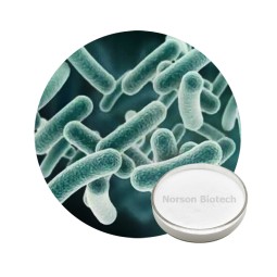 Lactobacillus Paracasei Probiotic Strain