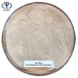 Factory Price Bacillus Subtilis Probiotics 50 Billion Bacteria Strain to Reduce Ammonia Nitrogen & Nitrite in Wastewater