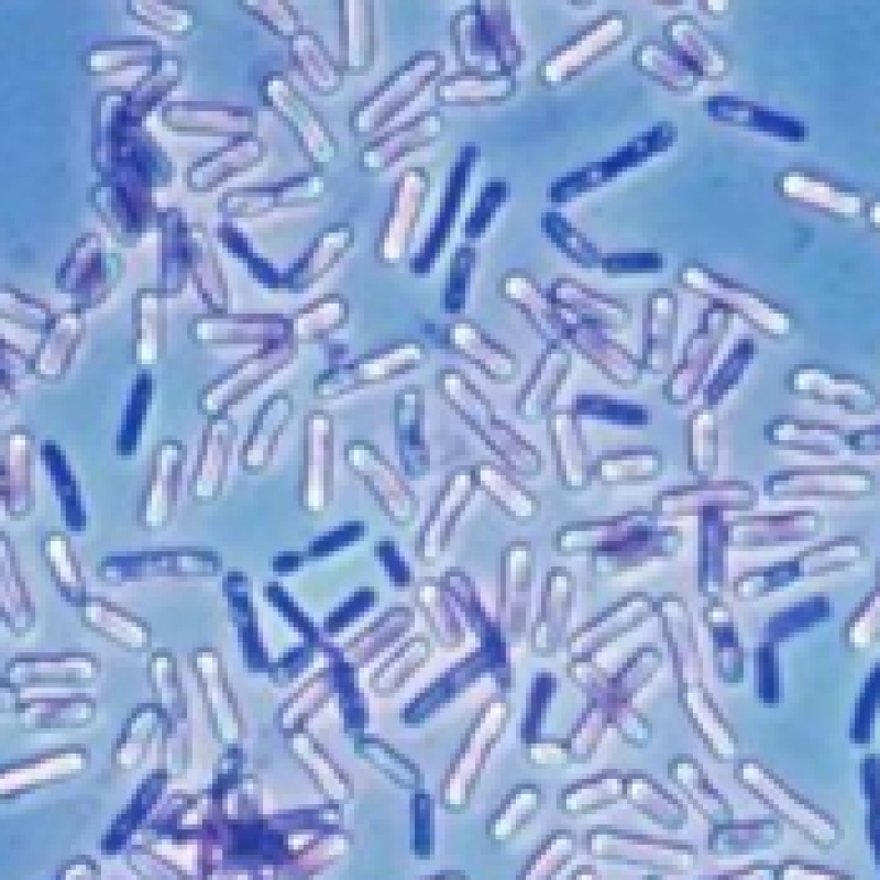 Factory Price Fish Growth Booster 50 Billion Bacillus Subtilis Probiotics Reduces Ammonia Nitrogen and Nitrite Concentration