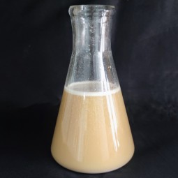 Factory Price Bacillus Subtilis Probiotics 50 Billion Bacteria Strain for Reducing Ammonia Nitrogen & Nitrite Wastewater