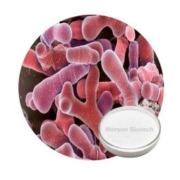 Bifidobacterium Breve Probiotic Strain