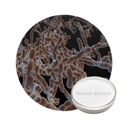 Bifidobacterium animalis for Gut & Immune Health