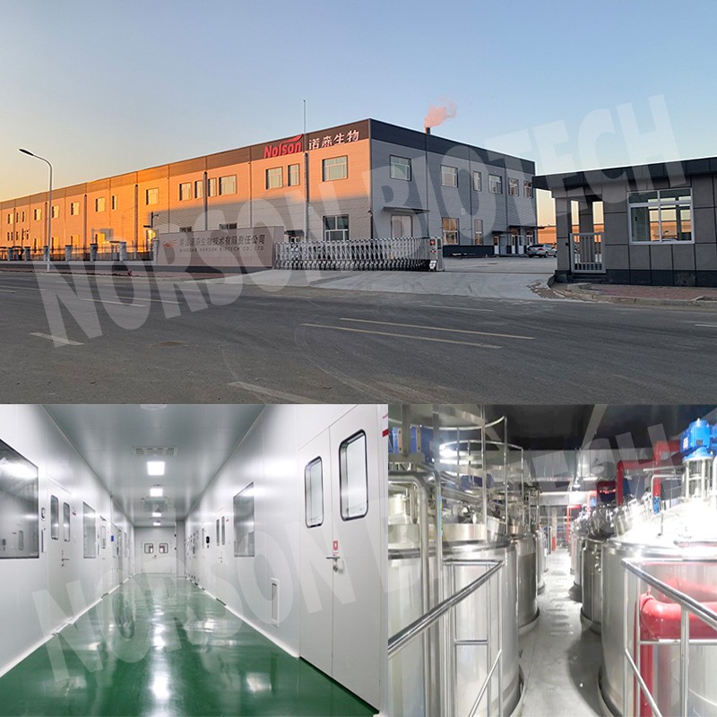 Lactobacillus Reuteri Probiotic Strain