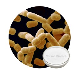 Lactobacillus Salivarius Powder for Fermented Dairy Products