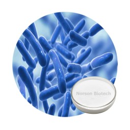 Lactobacillus Reuteri Probiotic Strain