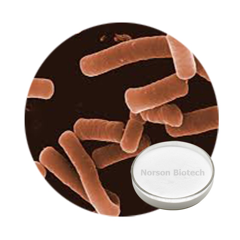 Lactobacillus Helveticus Probiotic Strain