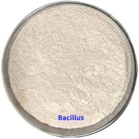 Flexible Production Bacillus Subtilis Liquid Bacillus Megaterium Fertilizantes