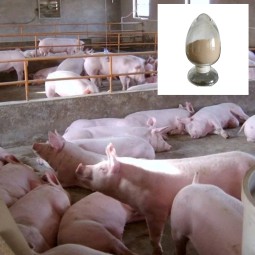 High Quality Customizable Feed Additive Acid Protease Enzyme for Animal Feed Feed Grade Amino Acids