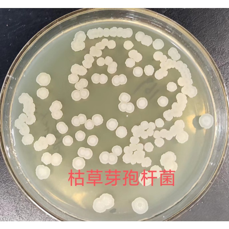 High Quality 20 Billion Bacillus Subtilis Fish Growth Booster Probiotics for Purified Water Quality
