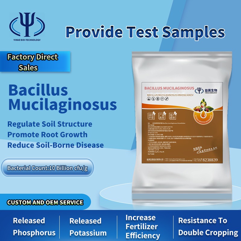 Flexible Production Bacilius Subtilis Bacillus Megaterium Fertilizer for Rice