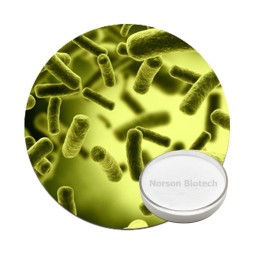 Lactobacillus Johnsonii Powder for Gut Health