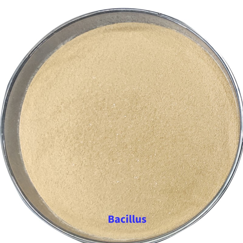 Flexible Production Bacillus Subtilis Liquid Bacillus Megaterium Fertilizantes