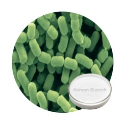 Lactobacillus Fermentum Probiotic Strain