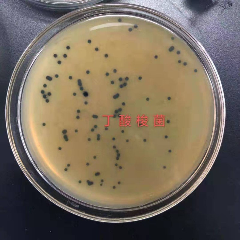 High Quality Clostridium Butyricum Probiotics Feed Additives Dried Feed Grade Supplements Fish Dogs Pigs Horses-Directly