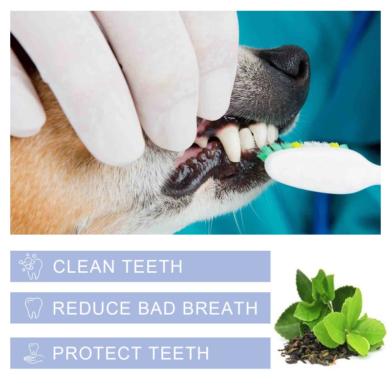 Pet Dental Care Supplier - Wholesale Pets Toothpaste for Dogs and Cats