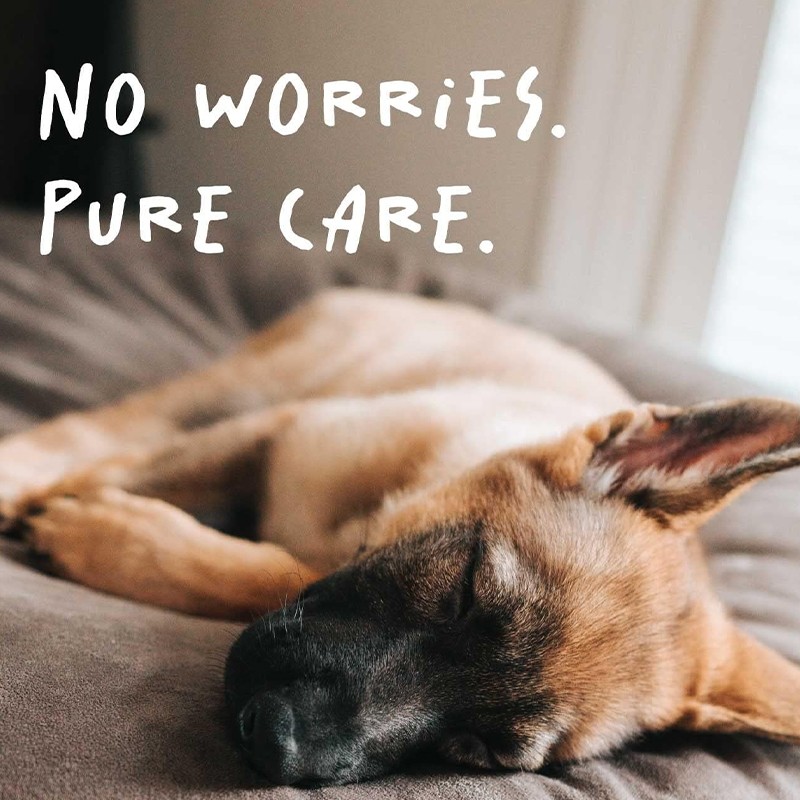 OEM/ODM Pet Health Care & Supplement Probiotics Powder for Dogs and Cats Support Gut & Immune System Health