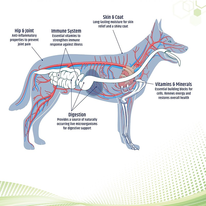 OEM/ODM Pet Health Care & Supplement Probiotics Powder for Dogs and Cats Support Gut & Immune System Health