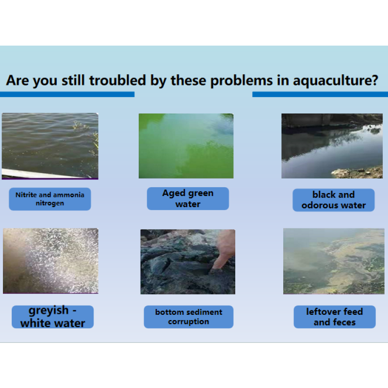 50% Potassium Monopersulfate Powder for Aquaculture Pond Disinfection, Water Treatment Safe for Fish & Shrimp