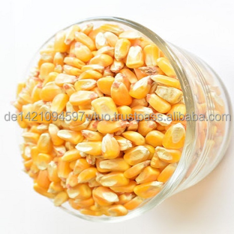Yellow Corn Manufacturer - Best Quality Non GMO Bulk Supply