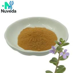 Bacopa Extract Powder Supplier - 50% Bacopasides GMP Standard Easy Absorb