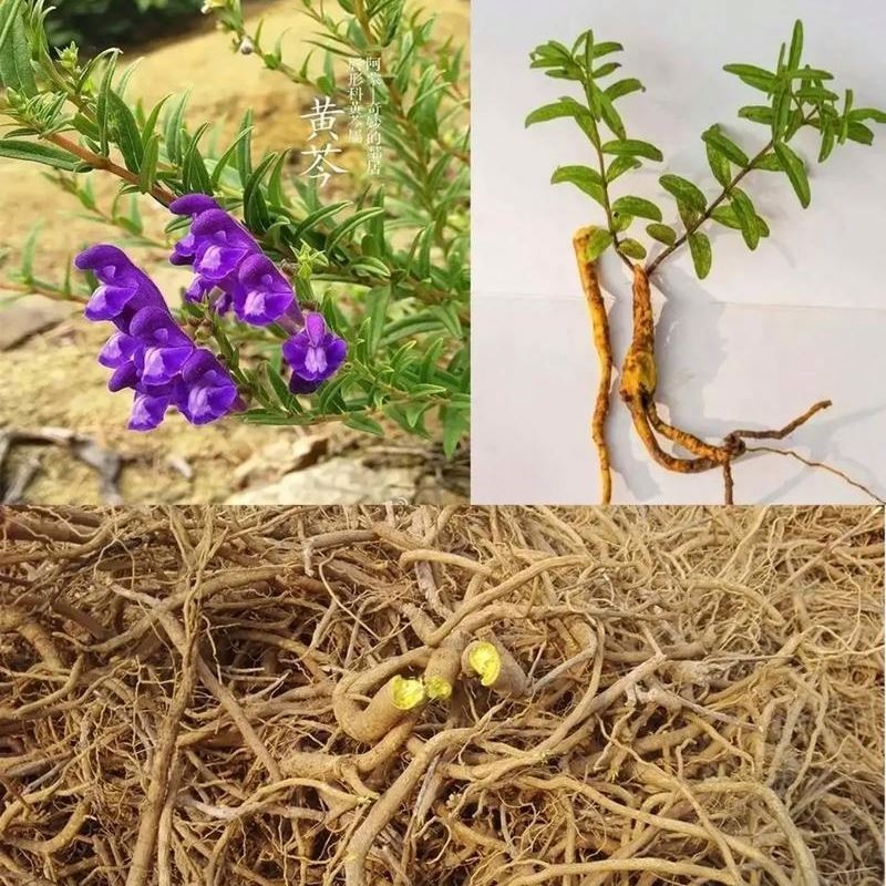 Scutellaria Baicalensis Extract - Baicalin Baicalein Powder Custom Formula