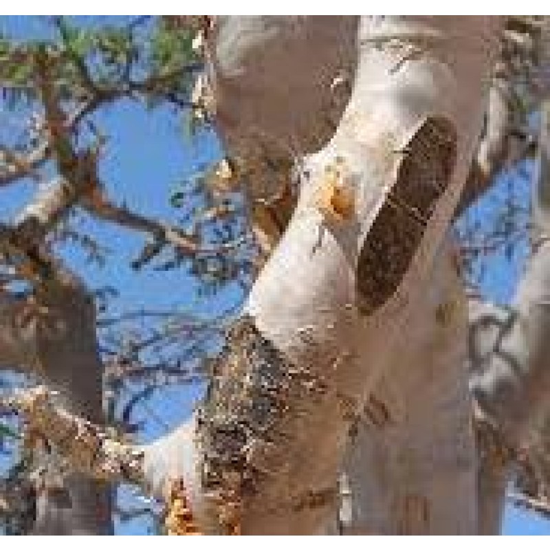 Frankincense Manufacturer - Natural Tears Grade Supplier