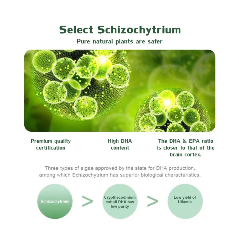 Schizochytrium Powder Supplier - 22% DHA Powder Light DHA Oil