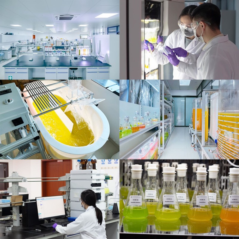 Spirulina Capsule Factory - Organic Arthrospira Platensis Powder