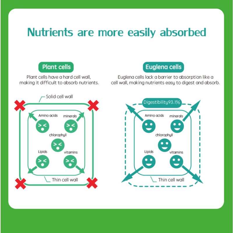 Yellow Chlorella Powder Supplier - 60% Naked Algae Paramylon Powder