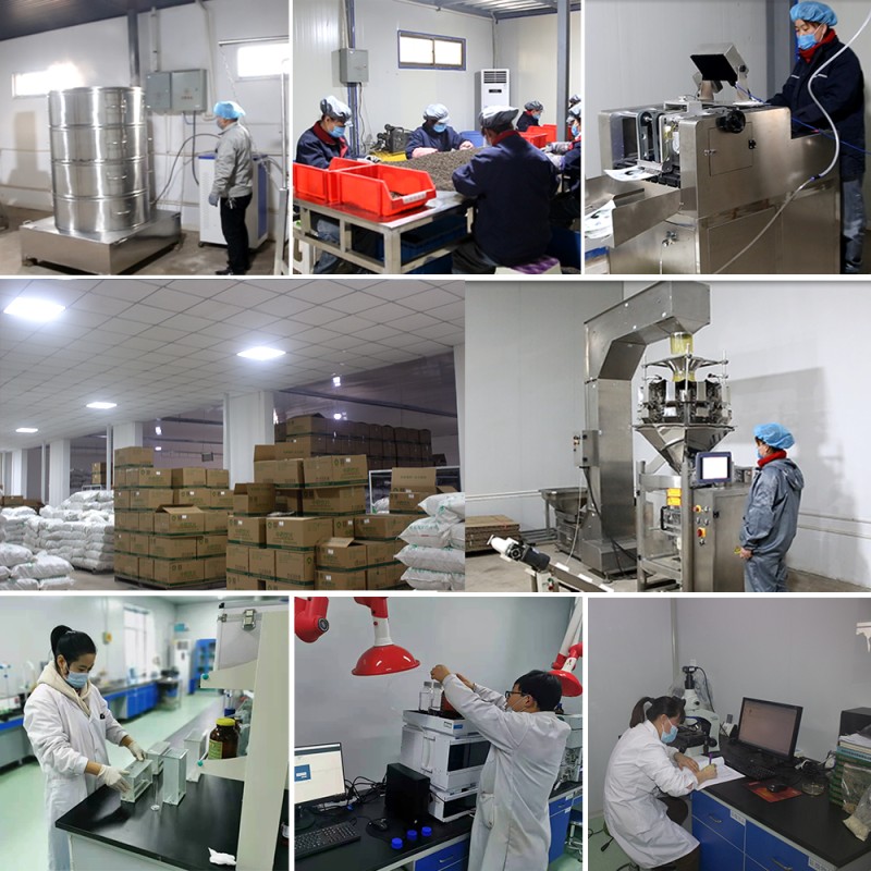 Dodder Extract Factory - Cuscuta Extract Powder 10:1 Supplier