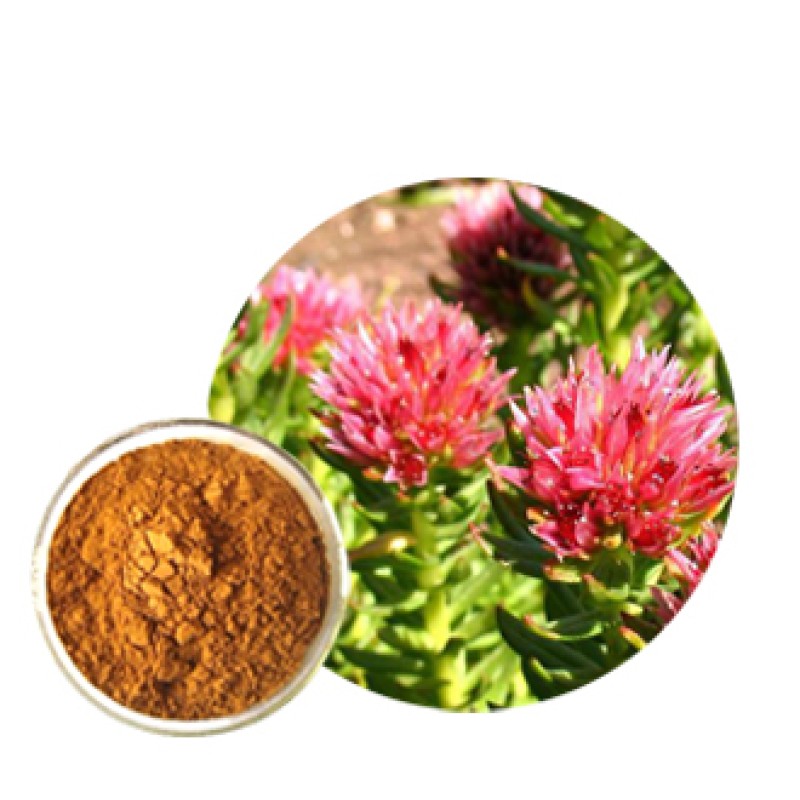 Rhodiola Extract Manufacturer - Rosea Root Powder Bulk