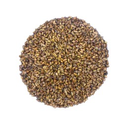 Cassia Seed Manufacturer - Liver Cleansing Detox Supplier