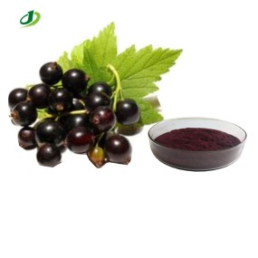 Black Currant Extract Supplier - 5%-25% Anthocyanidins Bulk Custom