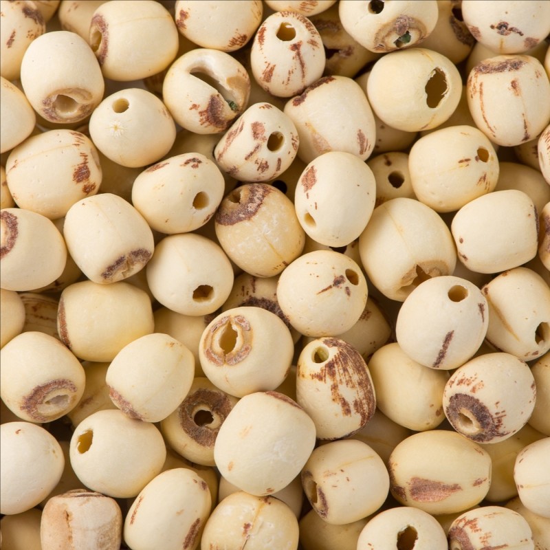 Lotus Seed Manufacturer - Freshly Shelled Natural Dried Bulk