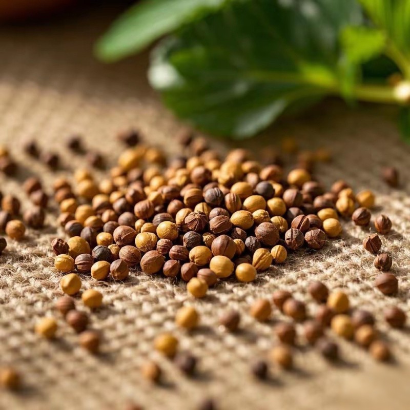 Perilla Seeds Manufacturer - Purple Zi Su Zi Food Grade