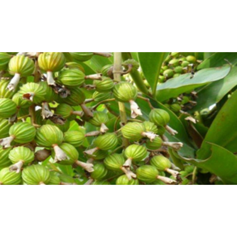 Green Cardamom Factory - Wholesalers Bulk Supply
